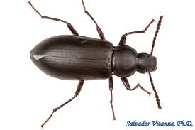 Attēlu rezultāti vaicājumam “Tenebrionidae”