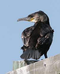 Image result for Phalacrocorax carbo