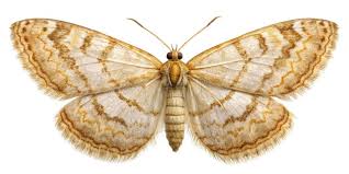 Attēlu rezultāti vaicājumam “Idaea biselata”