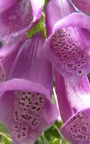 Image result for Fingerhut rot