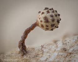 Attēlu rezultāti vaicājumam “Arcyria affinis macro”