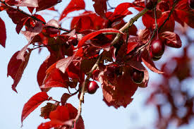 Attēlu rezultāti vaicājumam “Prunus cerasifera var. divaricata”