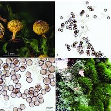 Attēlu rezultāti vaicājumam “Diderma chondrioderma spores”