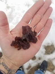 Attēlu rezultāti vaicājumam “Exidia recisa”