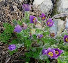 Attēlu rezultāti vaicājumam “Pulsatilla”