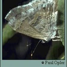 Attēlu rezultāti vaicājumam “Trichia scabra sessile”