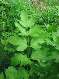 Attēlu rezultāti vaicājumam “Pastinaca sativa subsp. sylvestris leaf”