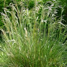 Attēlu rezultāti vaicājumam “Deschampsia cespitosa”