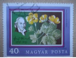 Attēlu rezultāti vaicājumam “Waldsteinia geoides flower”