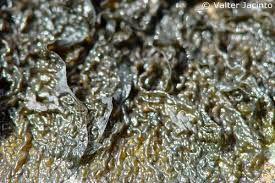 Attēlu rezultāti vaicājumam “Collema”