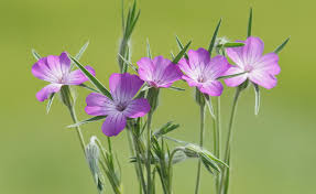 Image result for Kornrade