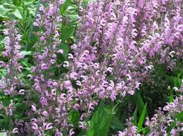 Image result for Salvia pratensis `Rose Rhapsody