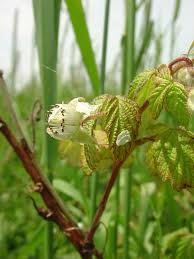 Attēlu rezultāti vaicājumam “Rubus idaeus fruit”