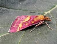 Attēlu rezultāti vaicājumam “Pyrausta purpuralis”
