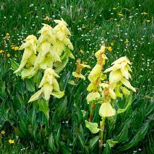 Attēlu rezultāti vaicājumam “Rheum rhabarbarum flower”