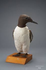 Image result for Uria aalge