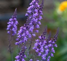 Attēlu rezultāti vaicājumam “Linaria loeselii fruit”