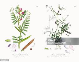 Attēlu rezultāti vaicājumam “Vicia angustifolia leaf”