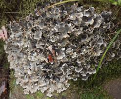 Attēlu rezultāti vaicājumam “Peltigera”