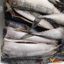 Image result for Scomber scombrus