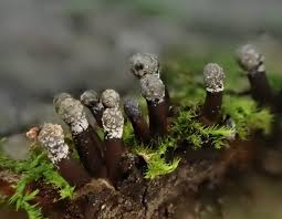 Attēlu rezultāti vaicājumam “Holwaya mucida”