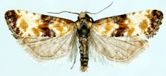 Attēlu rezultāti vaicājumam “Eupoecilia angustana”