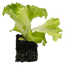 Image result for Pflücksalat