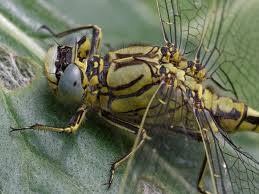 Attēlu rezultāti vaicājumam “Gomphus flavipes”