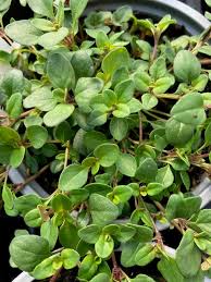 Attēlu rezultāti vaicājumam “Thymus serpyllum leaf”