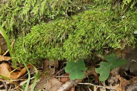 Attēlu rezultāti vaicājumam “Dicranella cerviculata”