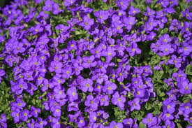 Image result for Aubrieta hybrida (cultorum)
