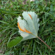 Attēlu rezultāti vaicājumam “Triphragmium ulmariae”