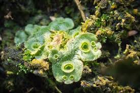 Attēlu rezultāti vaicājumam “Marchantia polymorpha”