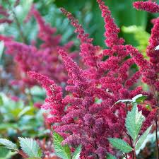 Attēlu rezultāti vaicājumam “Astilbe chinensis bud”