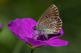 Attēlu rezultāti vaicājumam “Eumedonia eumedon underside”