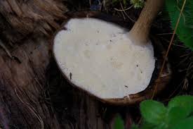 Attēlu rezultāti vaicājumam “Polyporus melanopus”