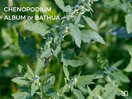 Image result for Chenopodium album