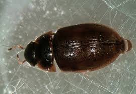 Attēlu rezultāti vaicājumam “Enochrus affinis”