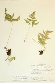 Attēlu rezultāti vaicājumam “Gymnocarpium robertianum”