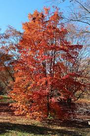 Attēlu rezultāti vaicājumam “Acer pseudosieboldianum”