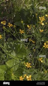 Attēlu rezultāti vaicājumam “Ranunculus cassubicus”