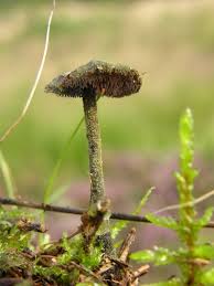 Attēlu rezultāti vaicājumam “Auriscalpium vulgare”