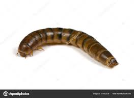 Attēlu rezultāti vaicājumam “Elateridae larva”