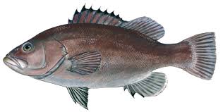 Image result for Hyporthodus niveatus