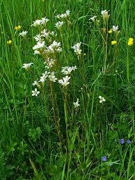Attēlu rezultāti vaicājumam “Saxifraga granulata flower”