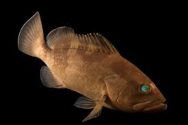 Image result for Epinephelus morio