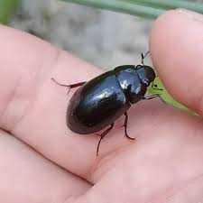 Attēlu rezultāti vaicājumam “Hydrochara caraboides”