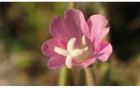 Attēlu rezultāti vaicājumam “Epilobium parviflorum”