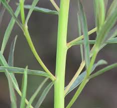 Attēlu rezultāti vaicājumam “Euphorbia virgata leaf”