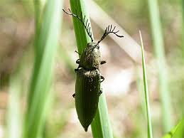 Attēlu rezultāti vaicājumam “Ctenicera pectinicornis female”